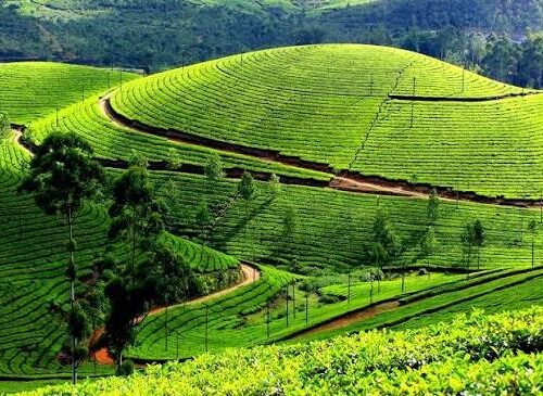 Munnar Tea Plantation & Scenic Day Tour